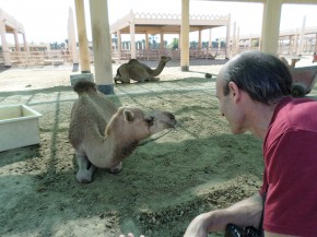 Comedian Marty and one of the Prince's camels